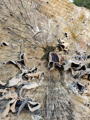 Auricularia polytricha