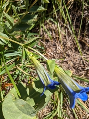 Gentiana calycosa