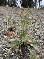 Crepis occidentalis