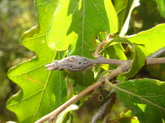 Pseudoneuroterus macropterus