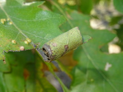 Attelabus