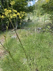 Peucedanum longifolium