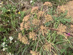 Seseli annuum