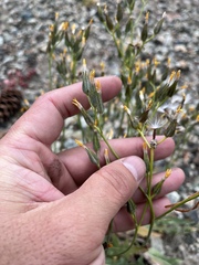 Crepis occidentalis