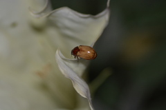 Cyclocephala