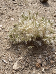 Dasyochloa