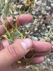 Crepis occidentalis