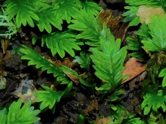 Fissidens osmundioides