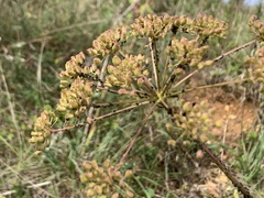 Seseli annuum