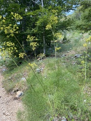 Peucedanum longifolium