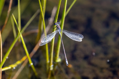 Lestes sponsa