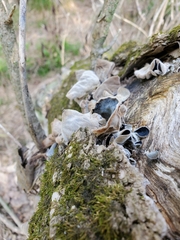 Auricularia polytricha