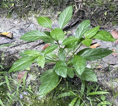 Stachytarpheta cayennensis
