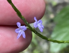 Stachytarpheta cayennensis