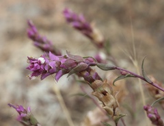 Orthocarpus cuspidatus