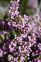 Erica manipuliflora