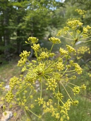 Peucedanum longifolium