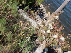 Oenothera glaucifolia