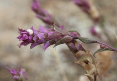 Orthocarpus cuspidatus