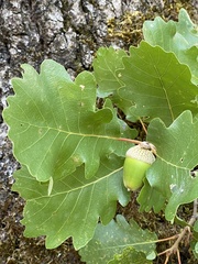Quercus pubescens