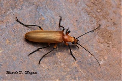 Diplectrus vicinus