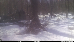 Sciurus carolinensis