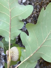 Quercus pubescens