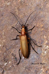 Diplectrus vicinus