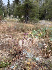 Orthocarpus cuspidatus