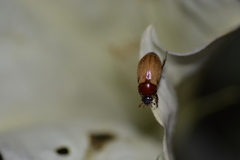 Cyclocephala
