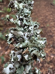 Platismatia glauca