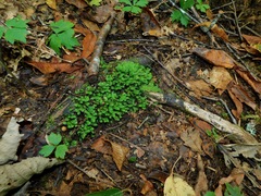 Fissidens osmundioides