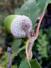 Quercus pubescens