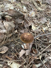 Austroboletus gracilis