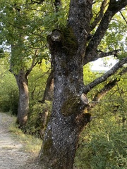 Quercus pubescens