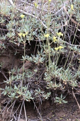 Eriogonum congdonii