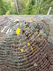 Candelariaceae