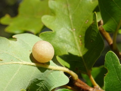 Cynips quercus