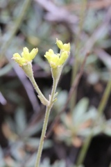 Eriogonum congdonii