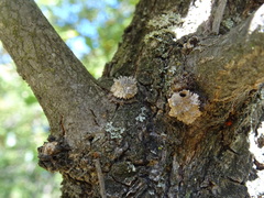 Andricus truncicolus