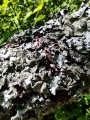 Parmelina tiliacea