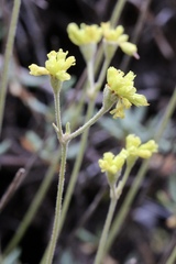 Eriogonum congdonii