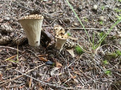 Turbinellus floccosus