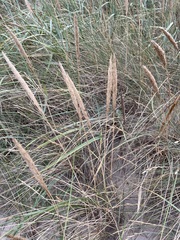 Ammophila arenaria