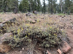 Eriogonum congdonii