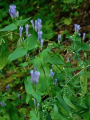 Gentianella quinquefolia