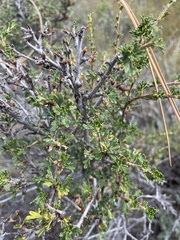 Purshia tridentata