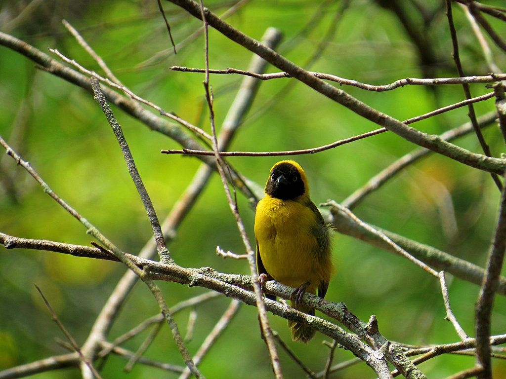 Loango Weaver (Ploceus subpersonatus) photo