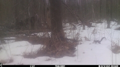 Sciurus carolinensis