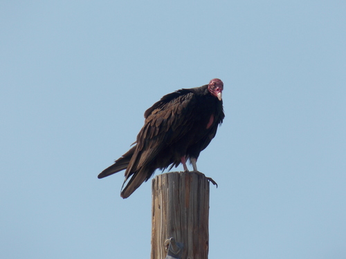 Turkey Vulture photographed in Arizona